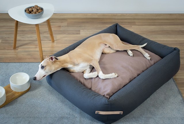 dog bed