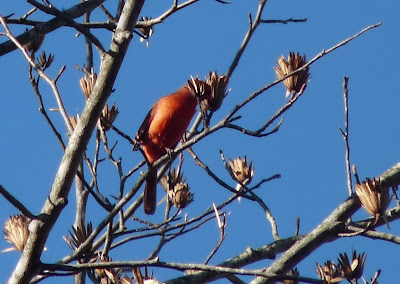 cardinal in tulip poplar