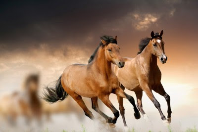 LATEST HORSE HD WALLPAPER FREE DOWNLOAD 38