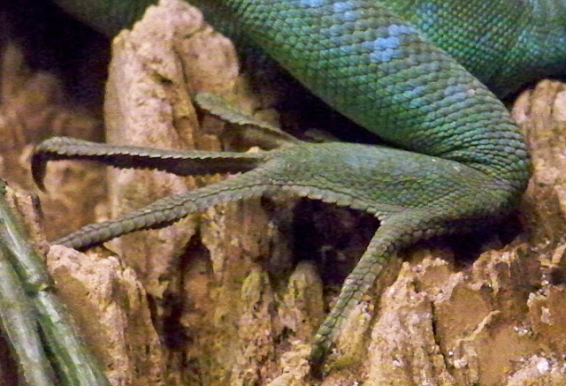 a green and blue, scaly leg and four long, green toes