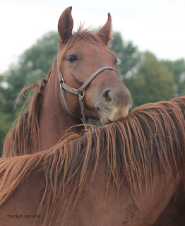 this horse is very naughty