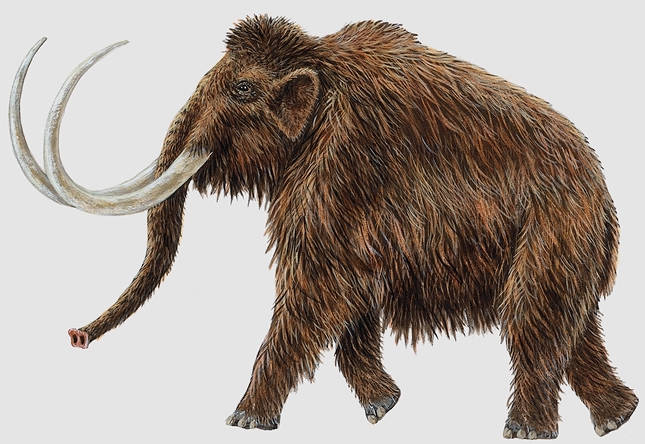 WOOLLY MAMMOTH Animal Wildlife