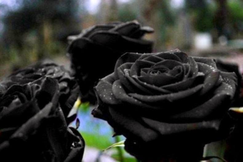 imagenes de rosas negras y moradas con frases de amor 