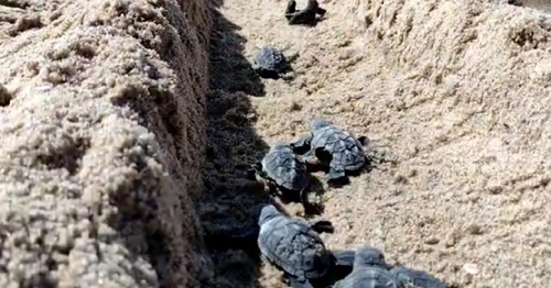 Prefeitura monitora caminhada de filhotes de tartaruga ao mar neste domingo