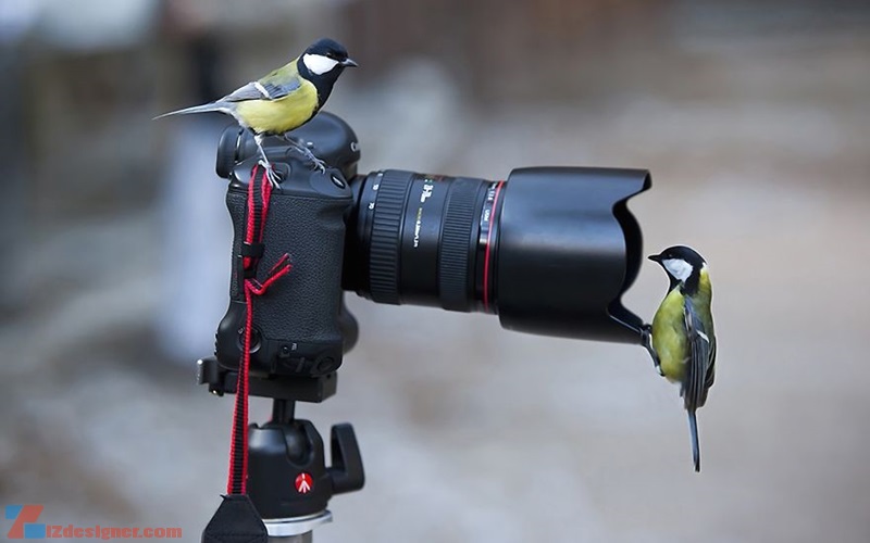 iZdesigner.com - Khi động vật chiếm máy ảnh của nhiếp ảnh gia
