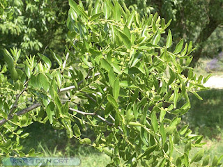 Ziziphus zizyphus - Ziziphus jujuba - Jujubier commun