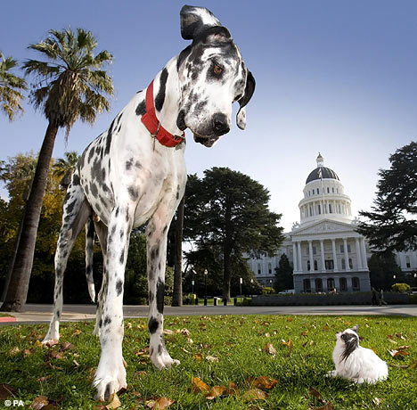 Biggest   World on The World   S Tallest Dog And The World   S Smallest Dog Are