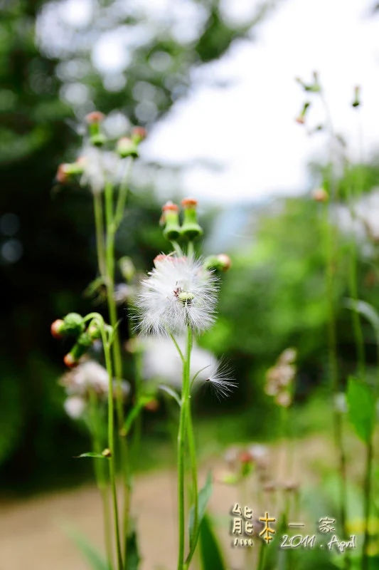 [新北三峽下午茶景觀餐廳] 花岩山林