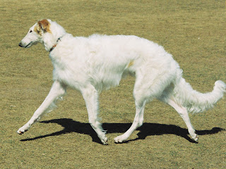 Borzoi Dog Wallpapers