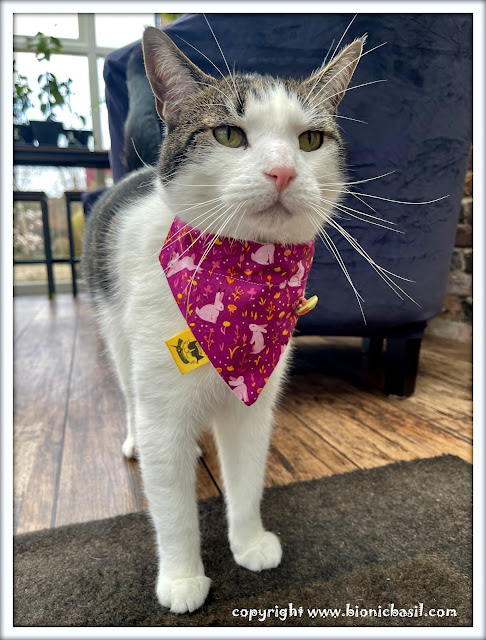 The BBHQ Midweek News Round-Up ©BionicBasil® Melvyn Modelling The Pink Bunnies on Burgundy Bandana