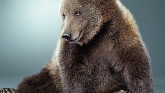 Medvjed download besplatne pozadine za desktop 1600x900