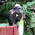 A chimpanzee hugs after being released