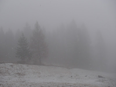 Szczawnica, szlaki turystyczne wokół Szczawnicy, Bereśnik, Bryjarka,  grzyby wiosenne, grzyby w kwietniu, atak zimy