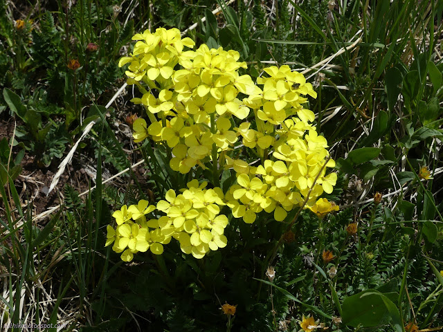 45: yellow flowers