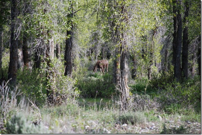 06-03-13 B Grand Teton National Park (57)