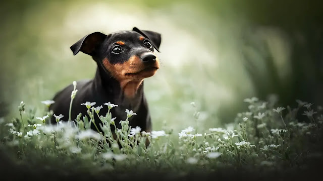 Miniature Pinscher