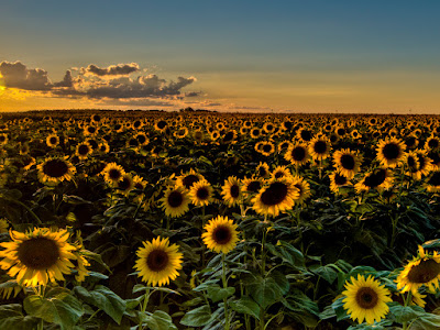 fotos de girasoles de colores