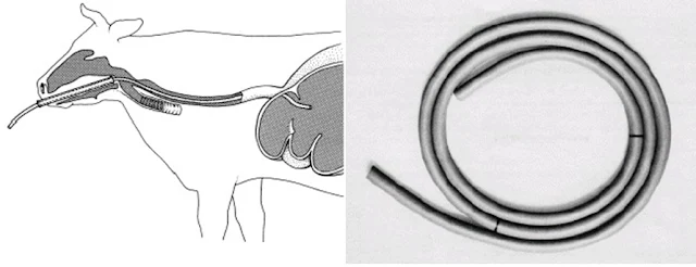 Ống thông hơi và cách luồn ống vào dạ cỏ nhằm thoát hơi