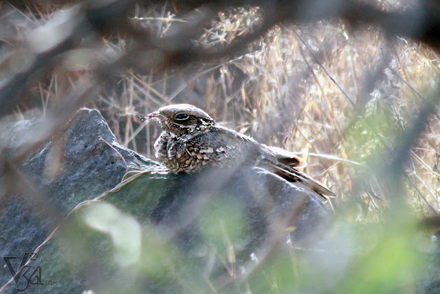 Indian Nightjar - nocturnal bird, lying still on the ground during day time