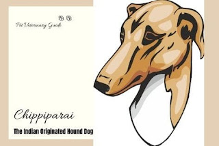 Chippiparai the Indian Originated Hound Dog