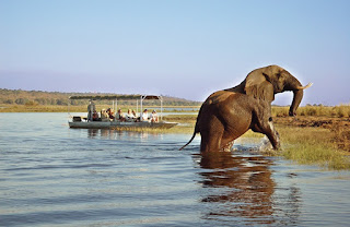 http://www.botswana-reservations.com/chobe_safari_lodge.html