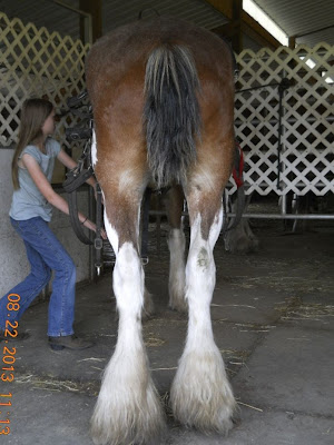 Bay sabino Clydesdale horse view from behind