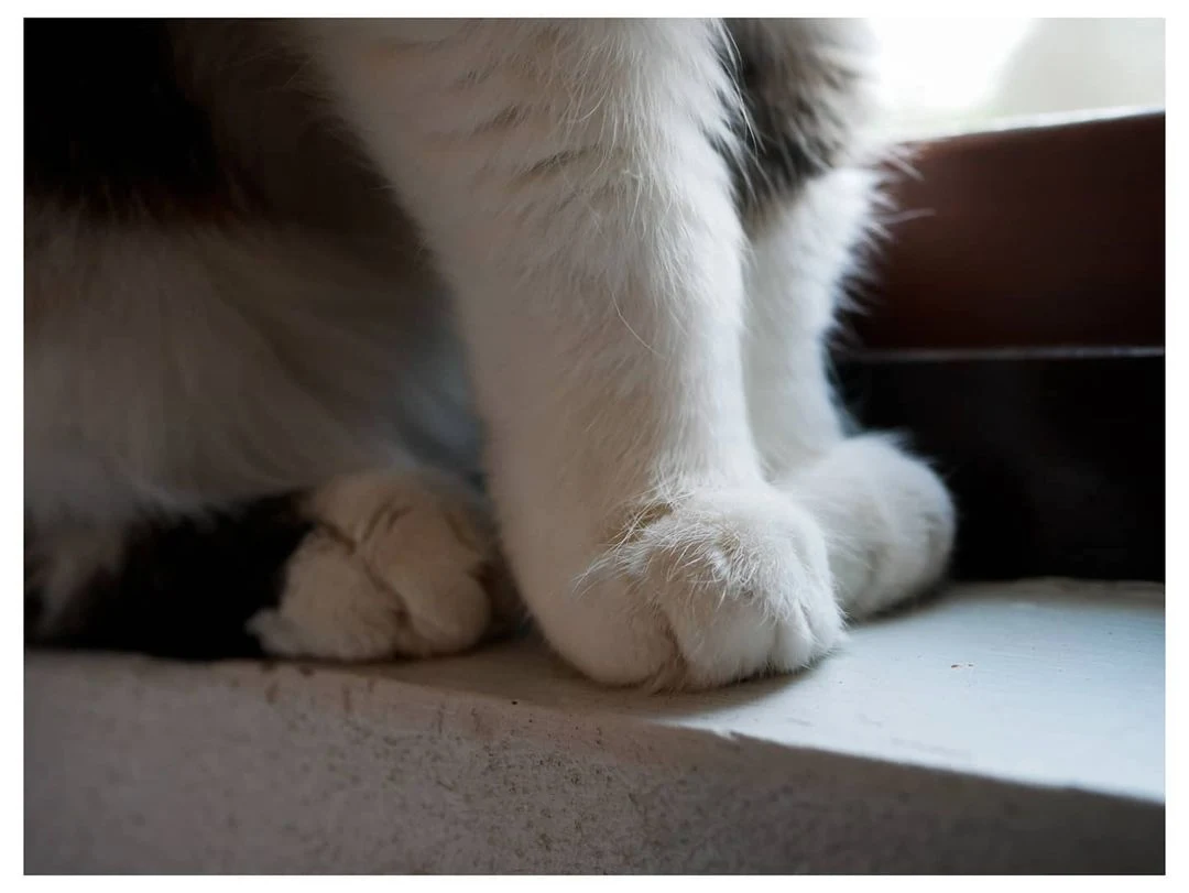 cute cat paws