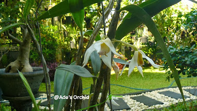 Dendrobium lacteum care and culture