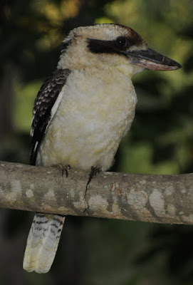 Laughing Kookaburra (Dacelo novaeguinae)