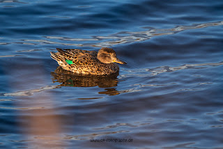 Wildlifefotografie Naturfotografie Lippeaue Olaf Kerber