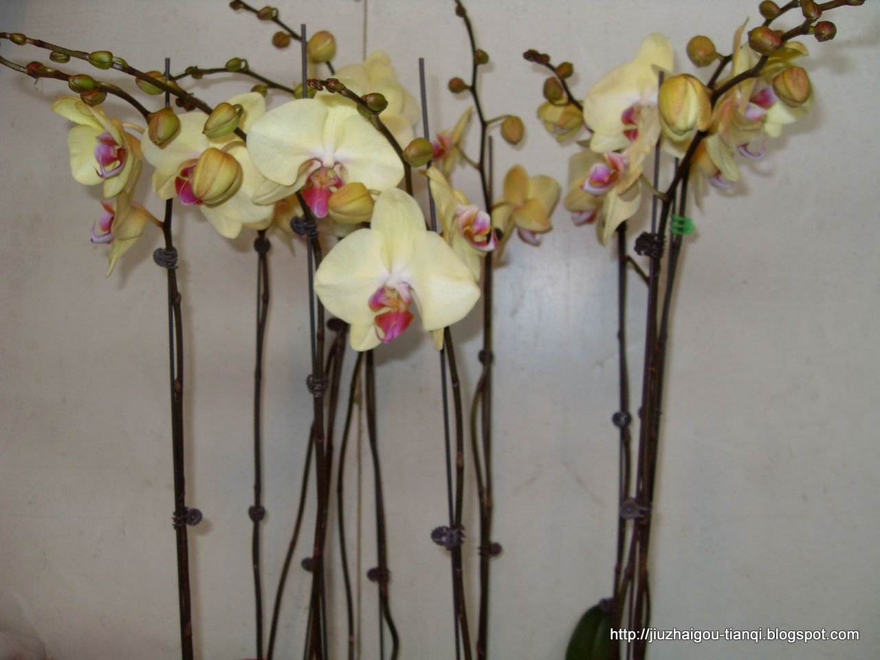 兰花 花:hua-09020112233490