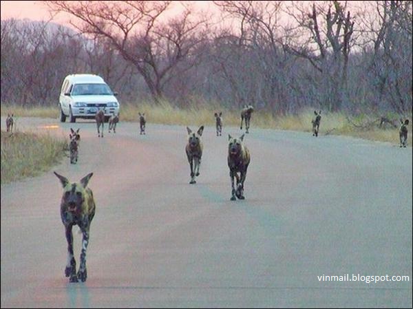 Wild life photography