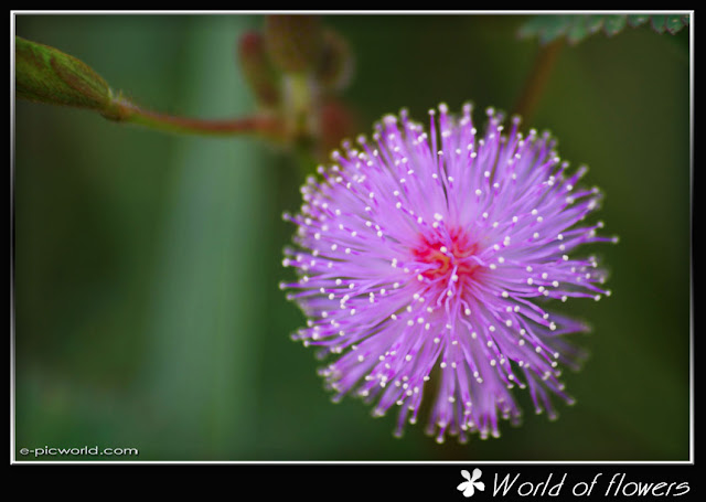 mimosa flower picture