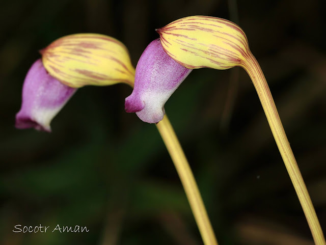 Aeginetia indica