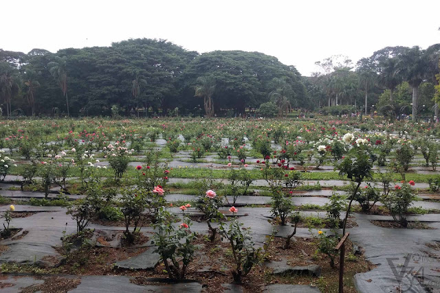 Rose garden of Lalbagh