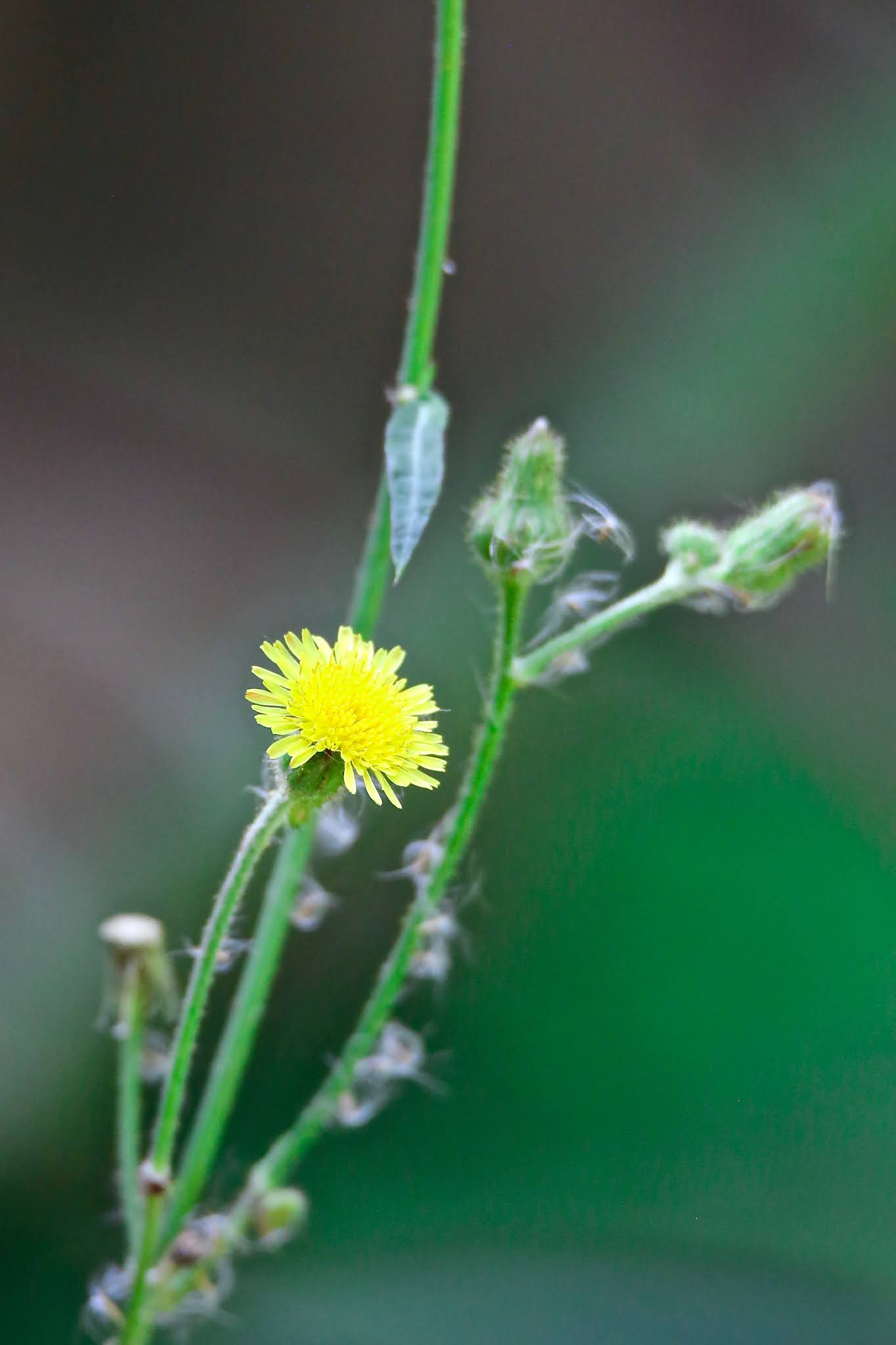 Most common Weeds and Wild flowers, and grasses with name in Karnataka,. India, high resolution free
