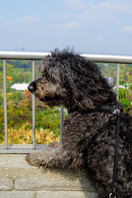 Dog looking at the valley from the lookout