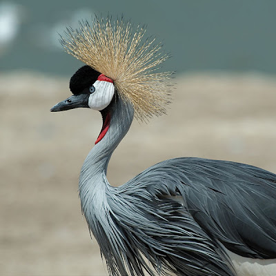 Foto East African Crowned Crane