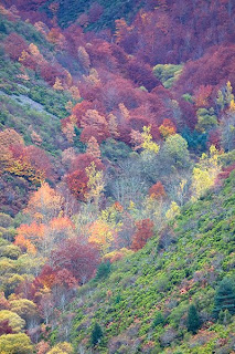 bosques otoñales