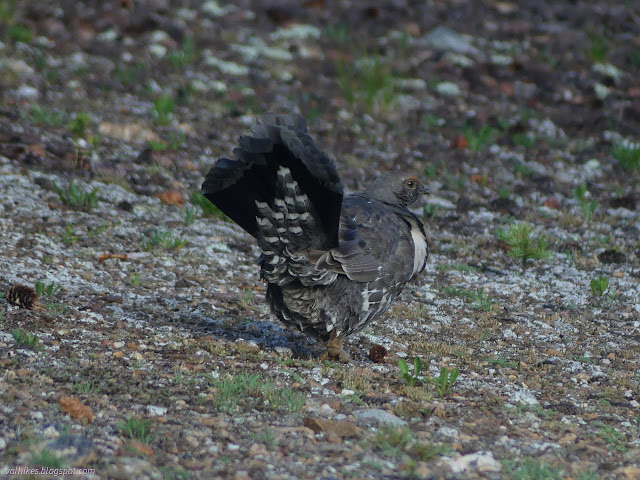 06: strutting off mountain chicken