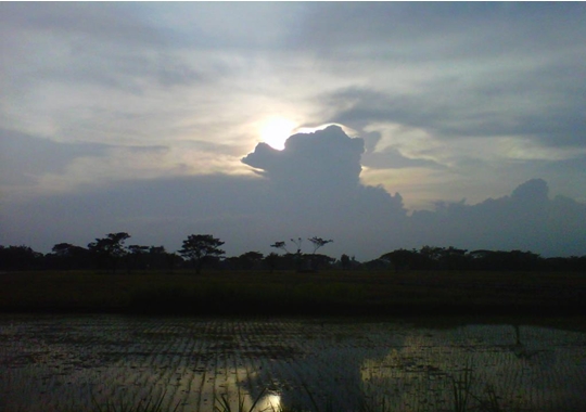  Pemandangan  Alam Persawahan Dan Langit Di Pedesaan Sore  Hari