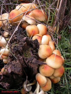 Foto de Hypholoma fasciculare o seta del Azufre -Espadasymuslitos