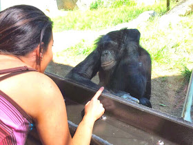 funny chimpanzee is enamored with a girl
