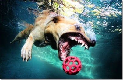 perros bajo el agua (8)