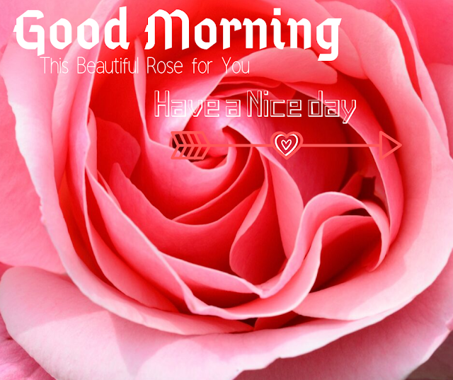 Good Morning Images with Pink Rose