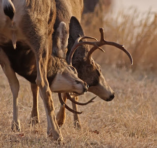 mule deer fight