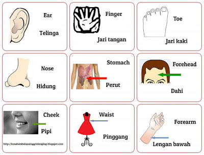 Kosakata Tentang Anggota Tubuh Dalam Bahasa Inggris Dan Artinya