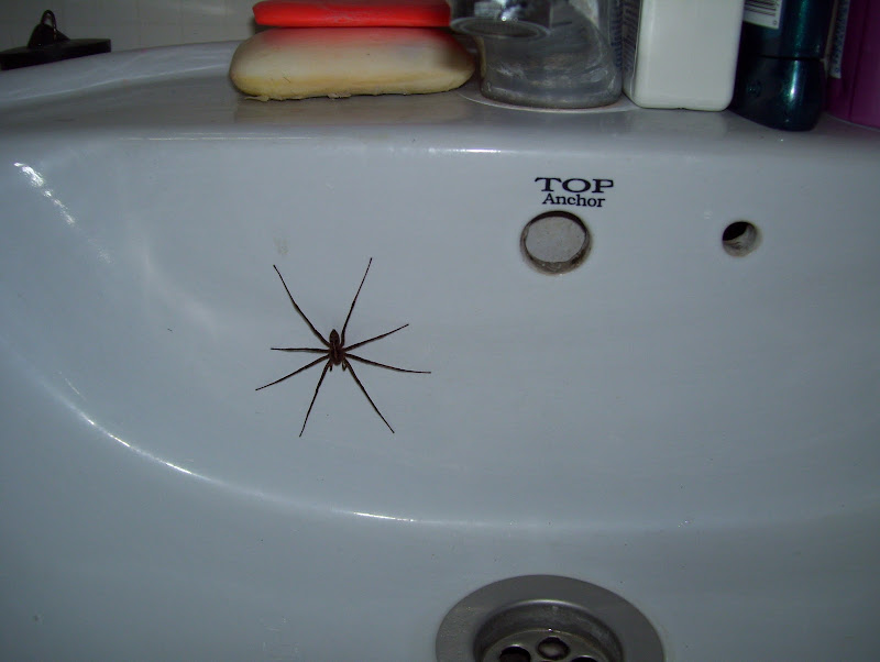 This was my little friend I found as I walked into my bathroom one  title=