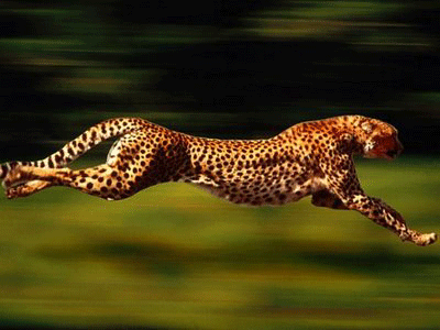 cheetah binatang tercepat di dunia