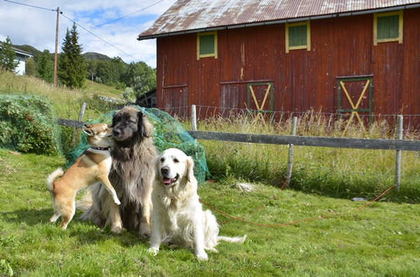 hallingdal vats